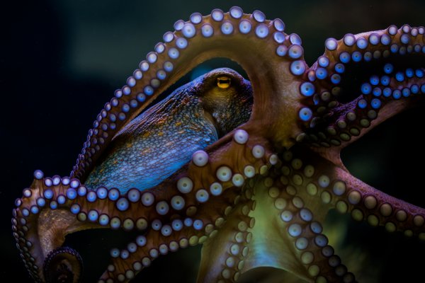 Kraken kraken link24 info
