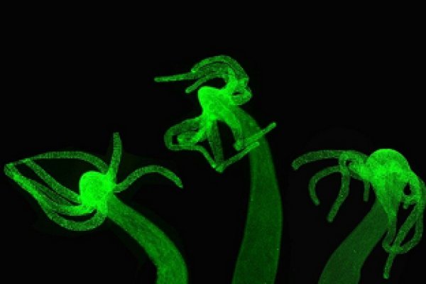 Ссылки даркнета