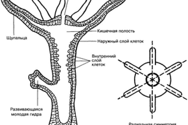 Кракен как проверить зеркало